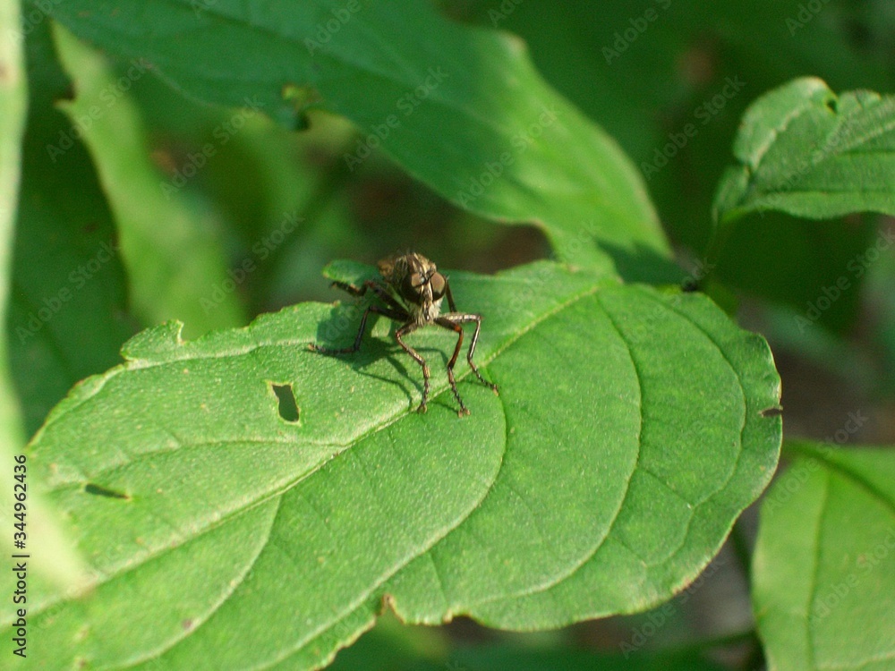 a fly is sitting on a leaf