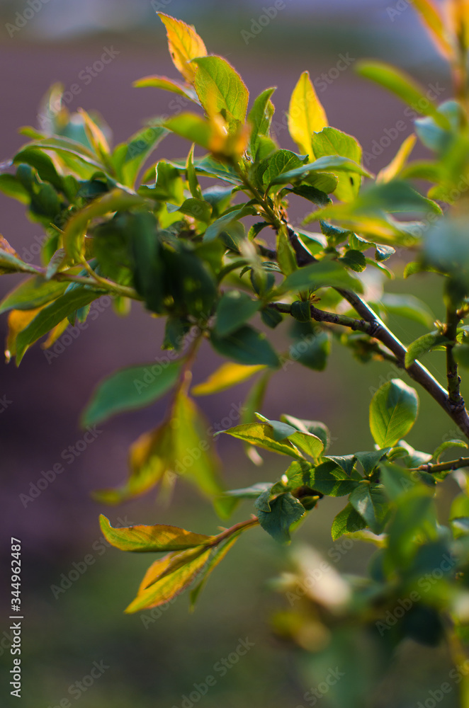 Abstraction growing green leaves on a light background outdoors Abstraction growing green leaves on a light background outdoors