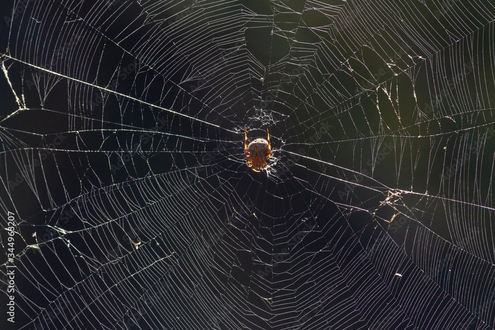 Orb Weaver Spider Orb Weaver Spider