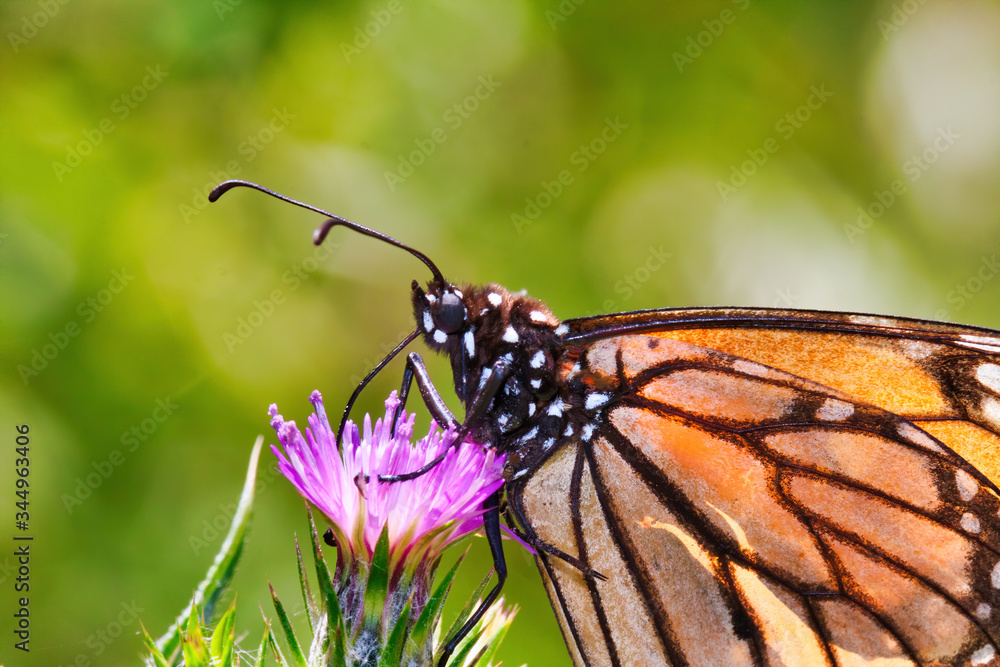 Fototapeta premium Macro photo of a Monarch butterfly sipping nectar from a pink thistle.