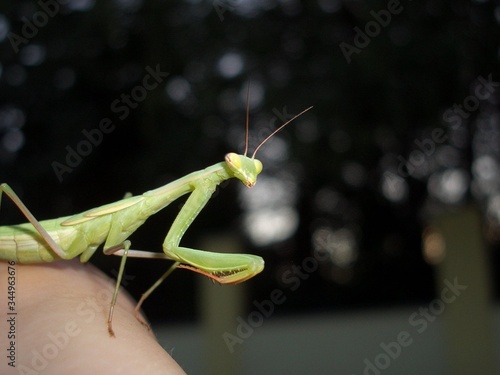 a mantis is climbing on the hand