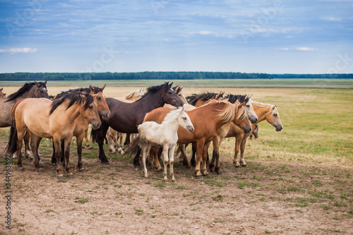 Family of horses in the field