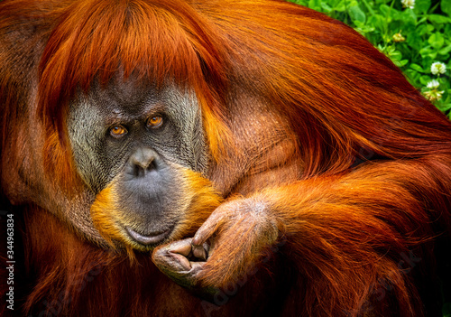 Portrait of sumatran orangutan photo