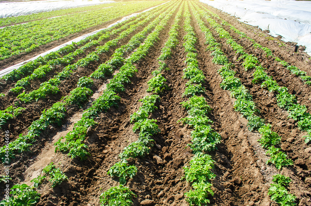 Landscape of plantation field of young potato bushes after watering. Farming and agrocultural industry. Agribusiness. Farm growing vegetables. Fresh green greens. Agroindustry, cultivation. Landscape of plantation field of young potato bushes after watering. Farming and agrocultural industry. Agribusiness. Farm growing vegetables. Fresh green greens. Agroindustry, cultivation.