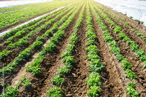 Landscape of plantation field of young potato bushes after watering. Farming and agrocultural industry. Agribusiness. Farm growing vegetables. Fresh green greens. Agroindustry, cultivation.