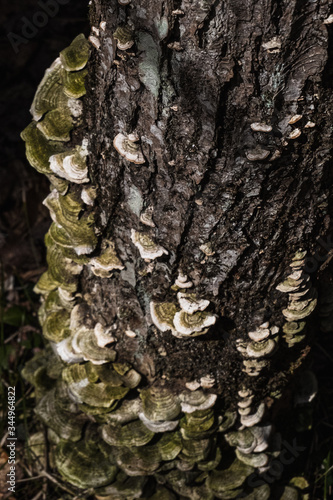 Up they climb - mushrooms on trees