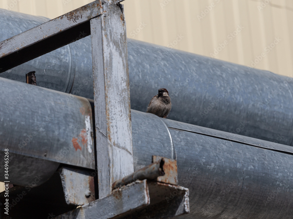 Sparrow on a heating main against a blue sky Sparrow on a heating main against a blue sky