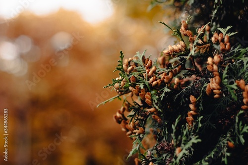 Dark colored golden and deep orange red leaves. Trendy atmospheric autumn backdrop. Warm fall moody landscape for your inspiration. Copy space