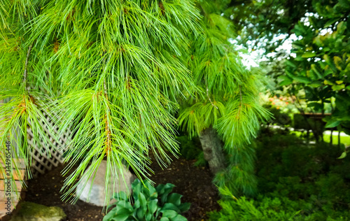 PARK  FOREST  USA - 8 30 2016. PINE TREE BRANCH WITH GREEN PINES in the park.