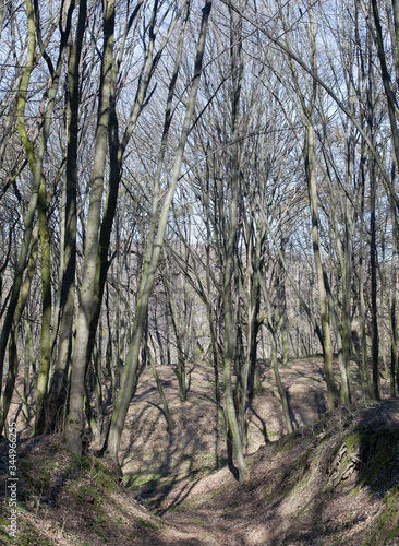 Leafless forest in a sunny spring day. © rootstocks