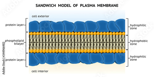 Sandwich model of plasma membrane. Davson-Danielli model. Phospholipid bilayer lies between two layers of globular proteins