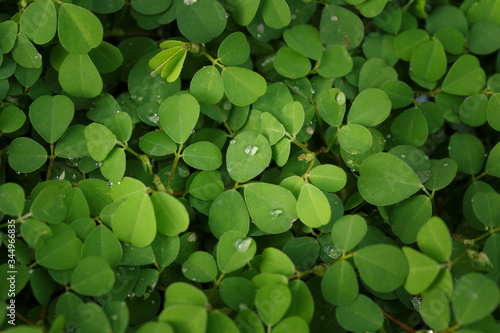 Beautiful Fresh green leaf background