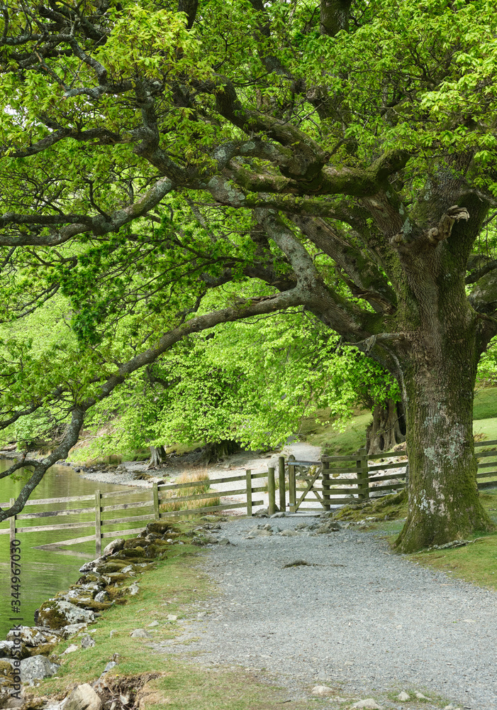 Footpath along the shore of Buttermere. Cumbria, UK. Footpath along the shore of Buttermere. Cumbria, UK.