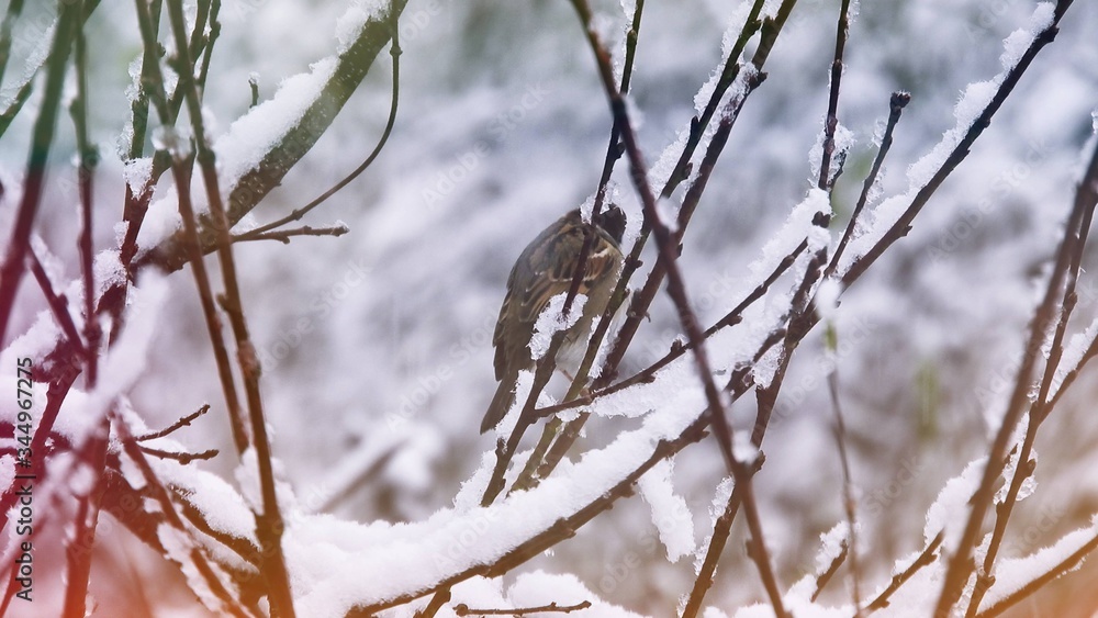 little bird on a tree on winter time little bird on a tree on winter time