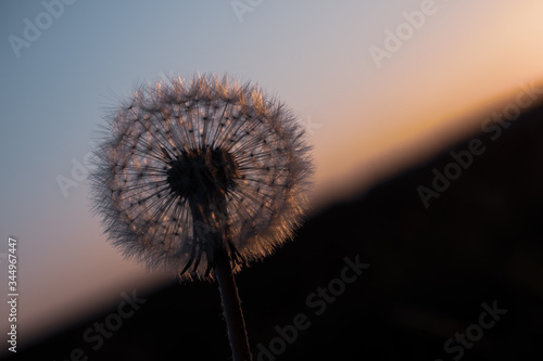 Pusteblume Reifer L  wenzahn atmosph  risch Plakat Postkarte grafisch Sonnenuntergang Abendsonne Samen