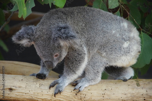 Koala bear
