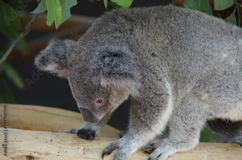 Koala bear