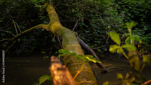 Moosbewachsener gefallener Baum über Bach photo