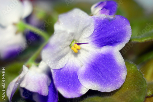 Close-up Blue flower in Macro shoot