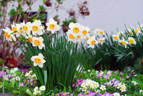 Beautiful Spring Narcissus in the flower garden.