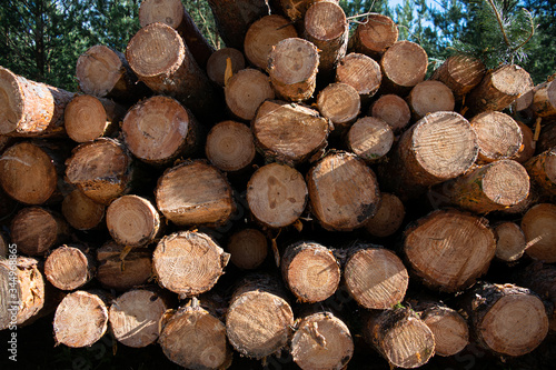 Pine logs stack. Forest harvesting logs for the winter. Slice  felling of a tree. Wood texture. Worth material. felling of trees. sawmill
