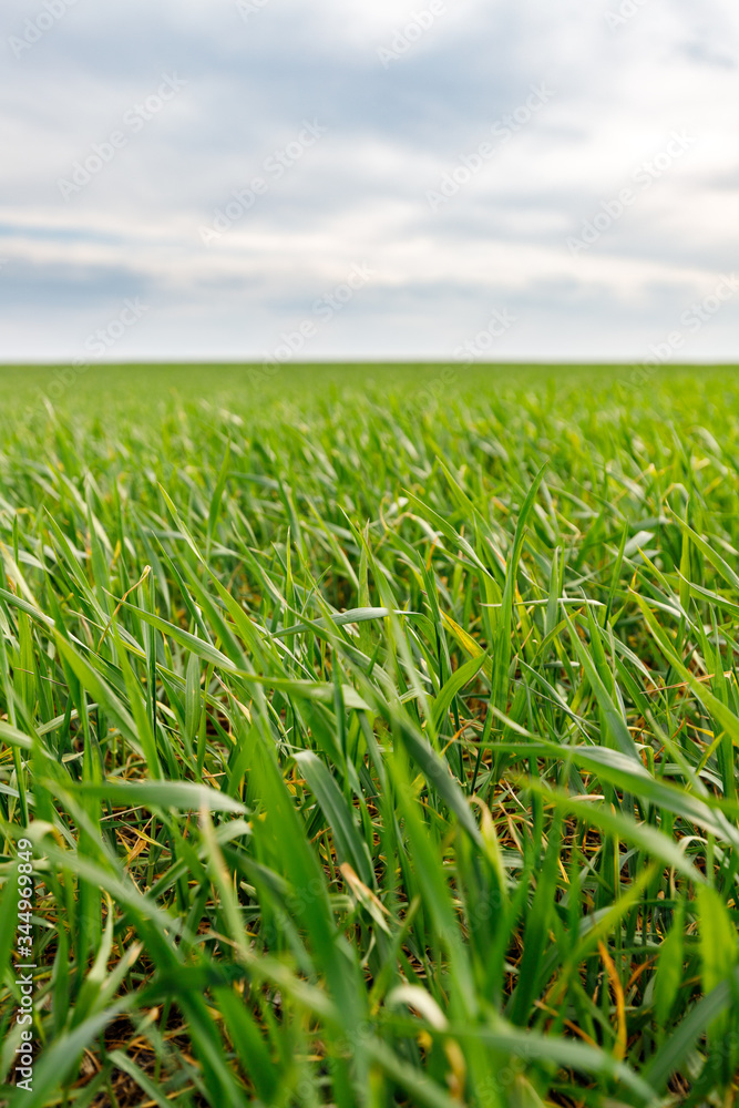 Fototapeta premium green grass and gloomy sky