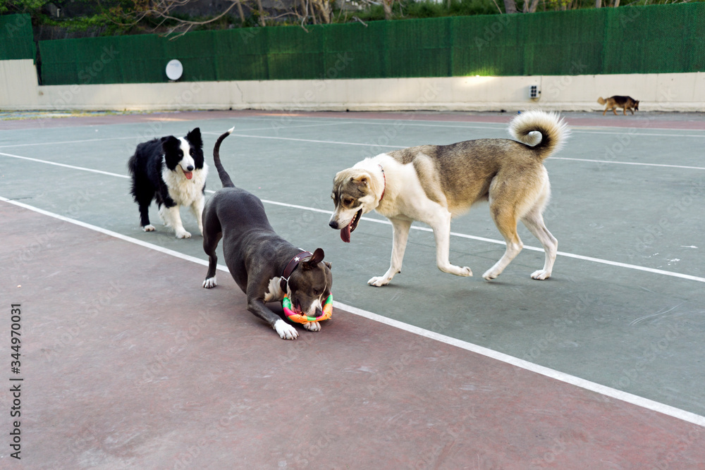 dogs playing on the street