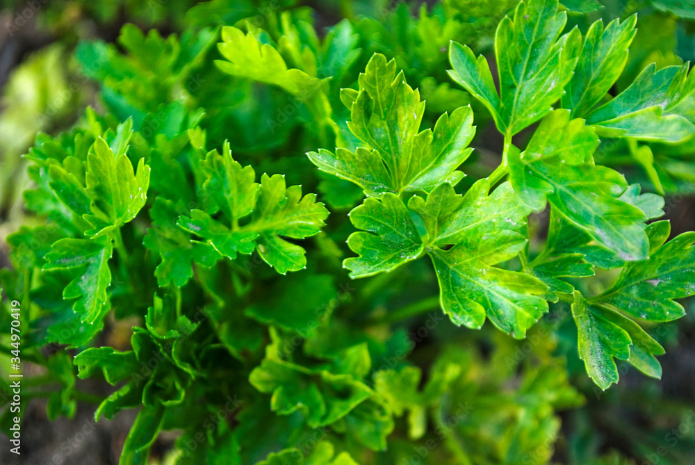 A bush of greenery. Parsley is growing in the garden. Floral background. A bush of greenery. Parsley is growing in the garden. Floral background.