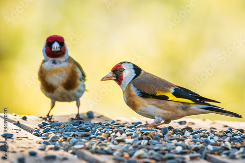 Ptak szczygieł  (Carduelis carduelis) podczas jedzenia ziarna #344970431