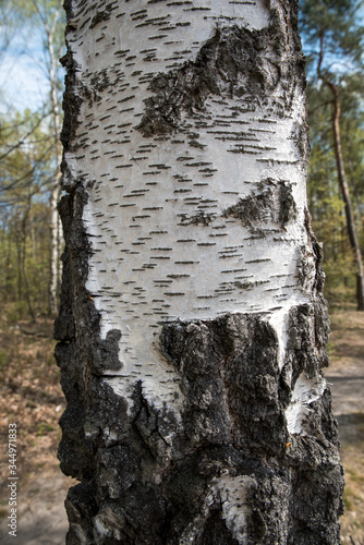 Fototapeta tree bark of silver birch - texture, background