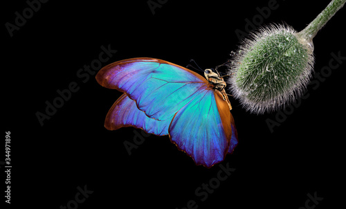 colorful morpho butterfly on a poppy bud in drops of water. poppy bud close-up. butterfly on a flower. copy space photo