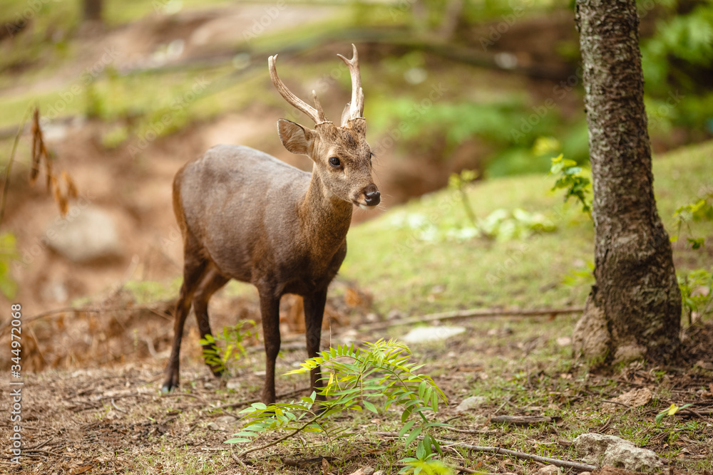Little deer is in the woods, wildlife Little deer is in the woods, wildlife