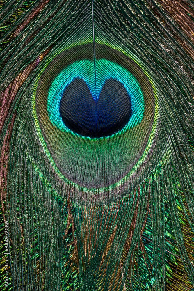 Obraz premium Beautiful colorful feather patterns for backgrounds