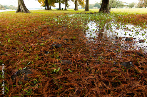 View of fallen red cypress leaves at University Lake, Baton Rouge, Louisiana, USA