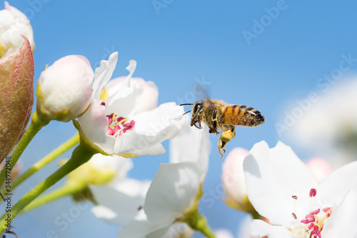 bee flying toward a flower in a beautiful spring sunny day collecting nectar