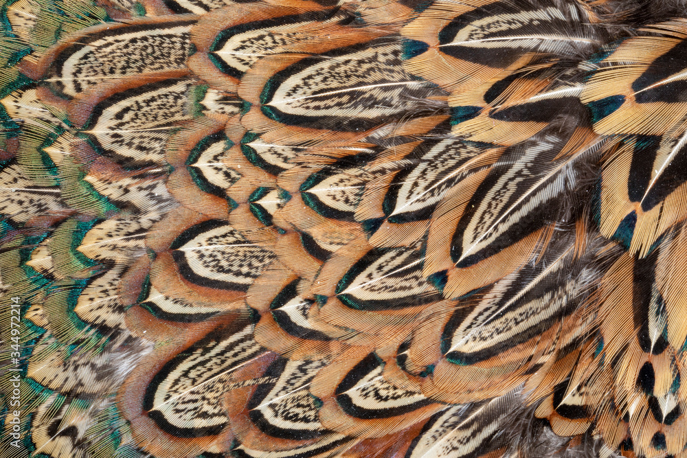 Fototapeta premium Beautiful colorful feather patterns for backgrounds