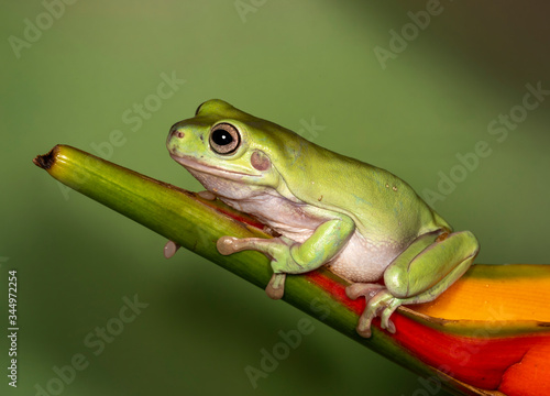 Australian Green or dumpy tree frog