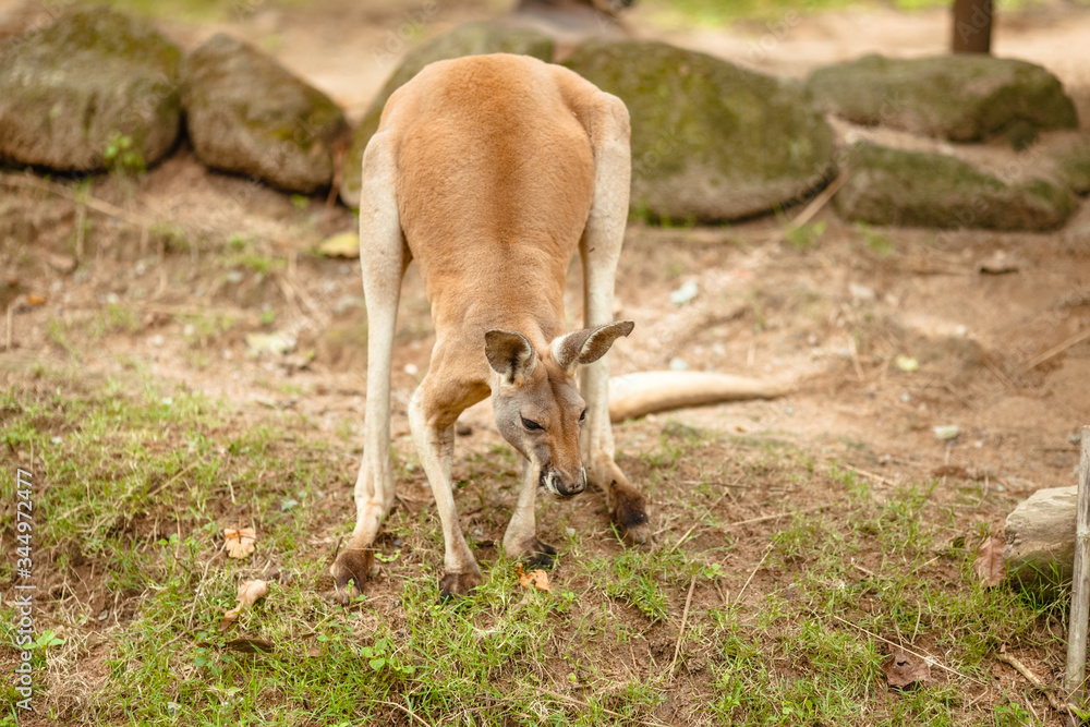 Kangaroo jumps into park in search of food Kangaroo jumps into park in search of food
