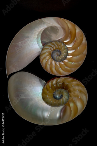 spiral nautilus shell with reflection