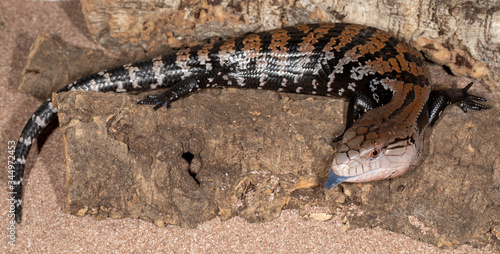 Juvenile Merauke Blue Tongue Skink