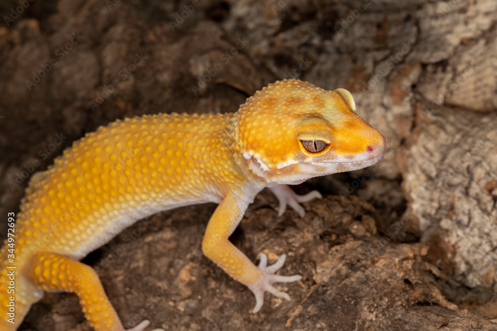 Leopard Gecko on piece of wood Leopard Gecko on piece of wood