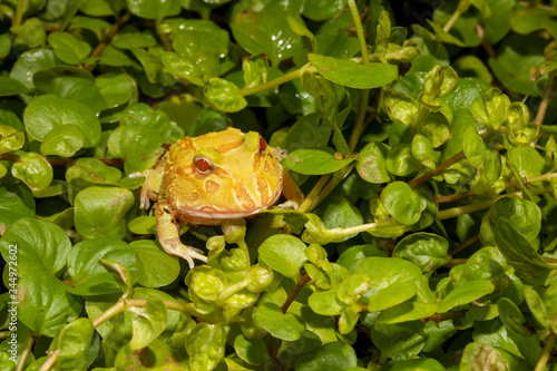 Bild auf Leinwand Albino Pac Man Frog in controlled environment
