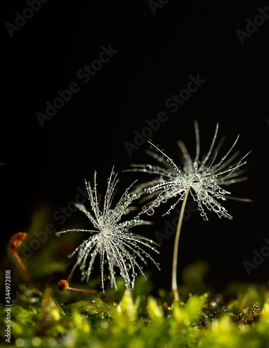 Fototapeta Naklejka Na Ścianę i Meble -  Dandelion seeds water drops flower background
