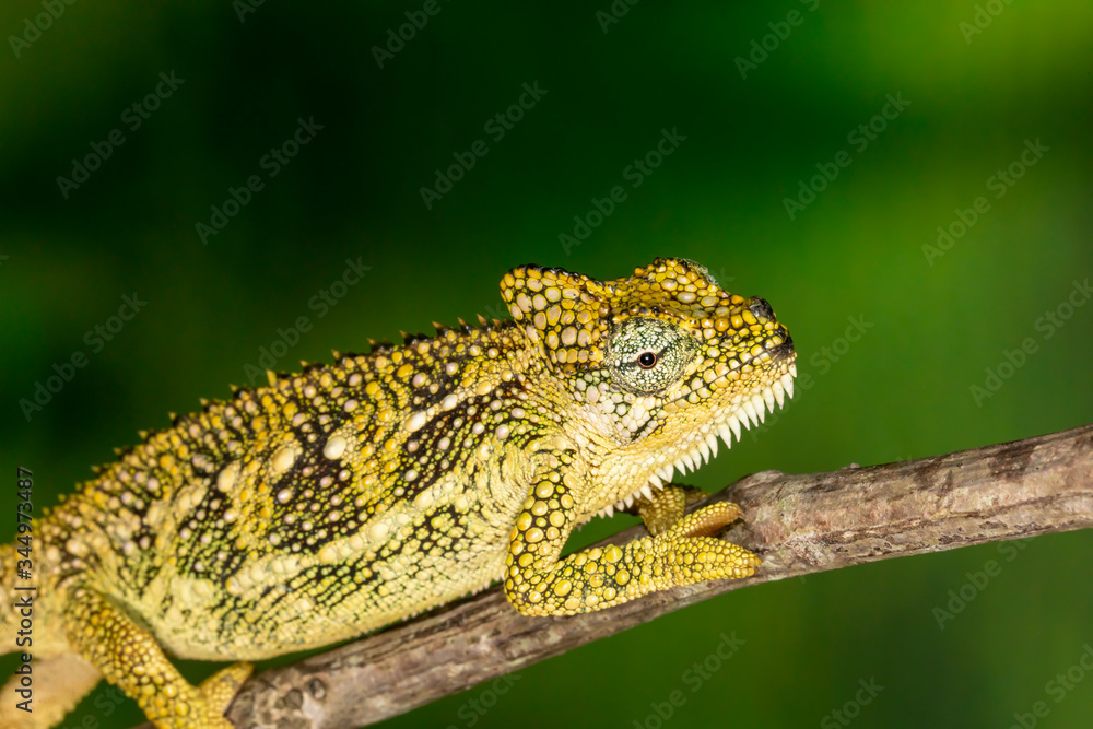 Cute Green Veiled Chameleon on plant	
