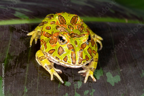 Foto Ornate Pacman Frog on green plant