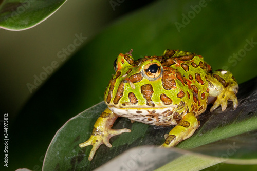 Foto Ornate Pacman Frog on green plant