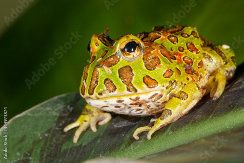 Obraz na plátně Ornate Pacman Frog on green plant