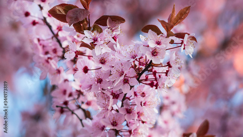 Wiosenne różowe kwiaty na drzewach oświetlone słońcem