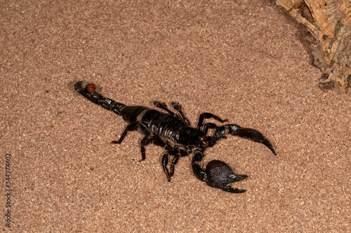 Large Venomous Forest Black Scorpion