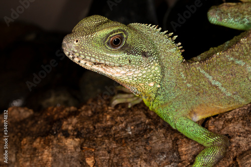 Chinese Water Dragon close up